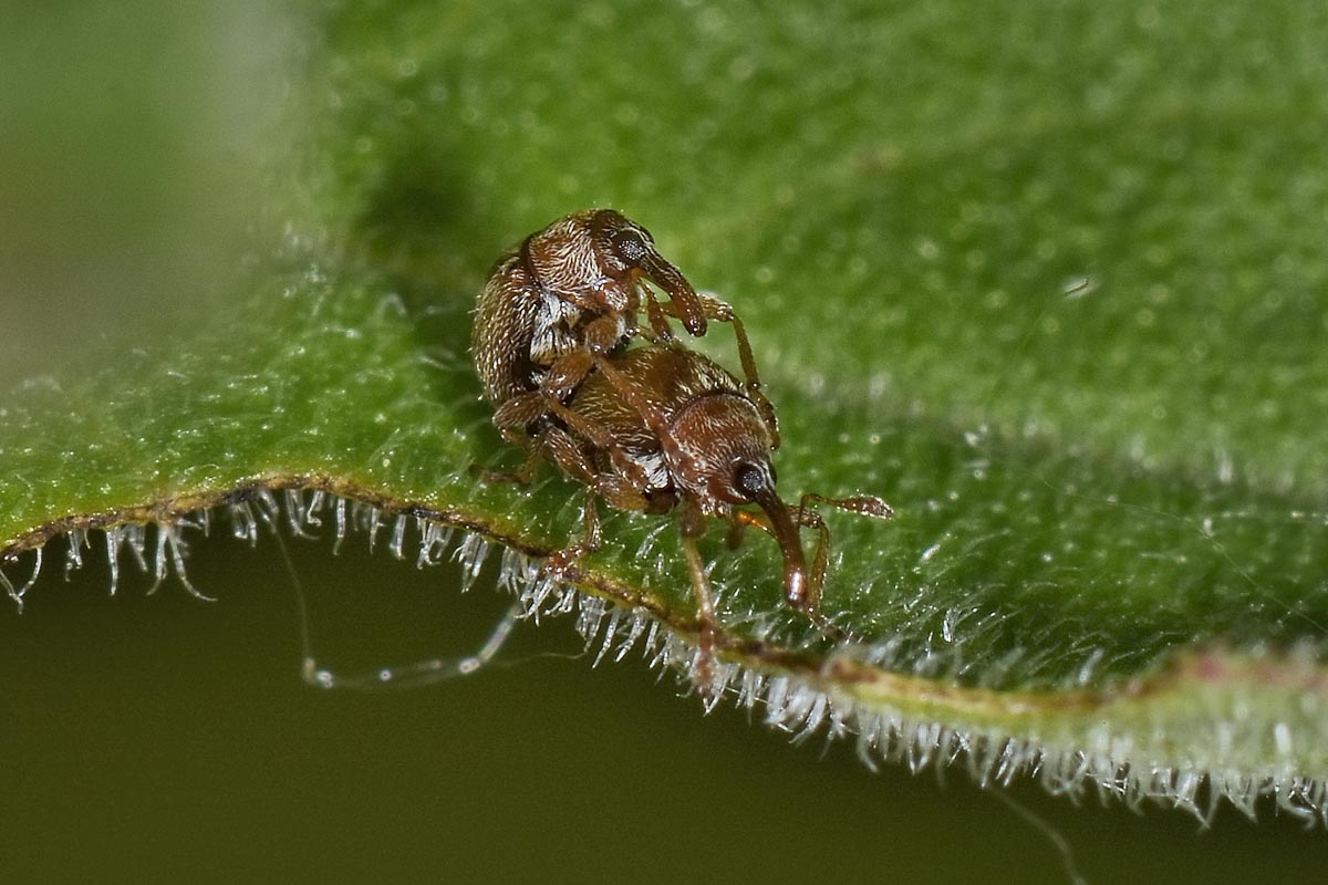 Nanophyidae: Nanophyes sp. e Dieckmanniellus sp.